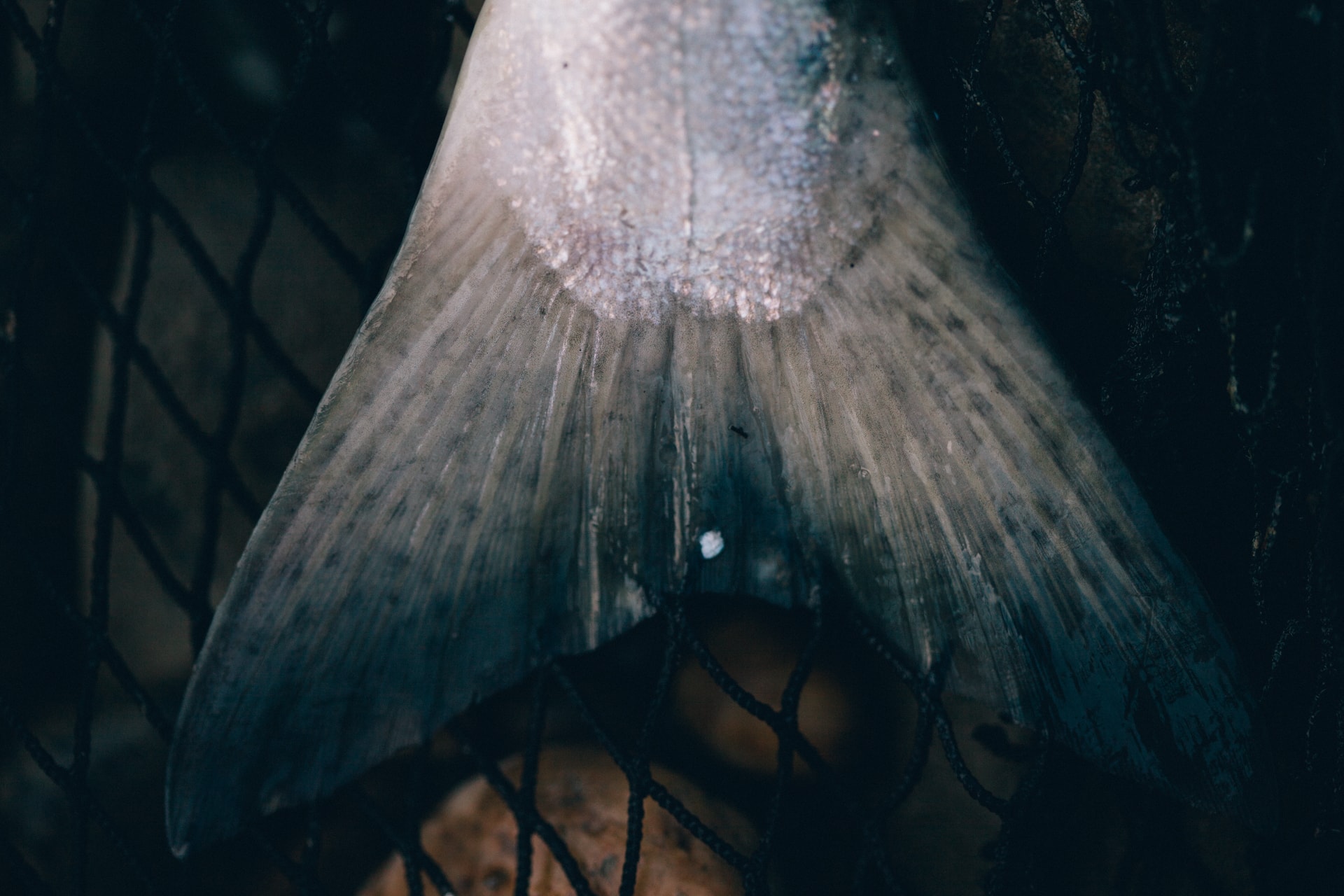A salmon tail on a net.