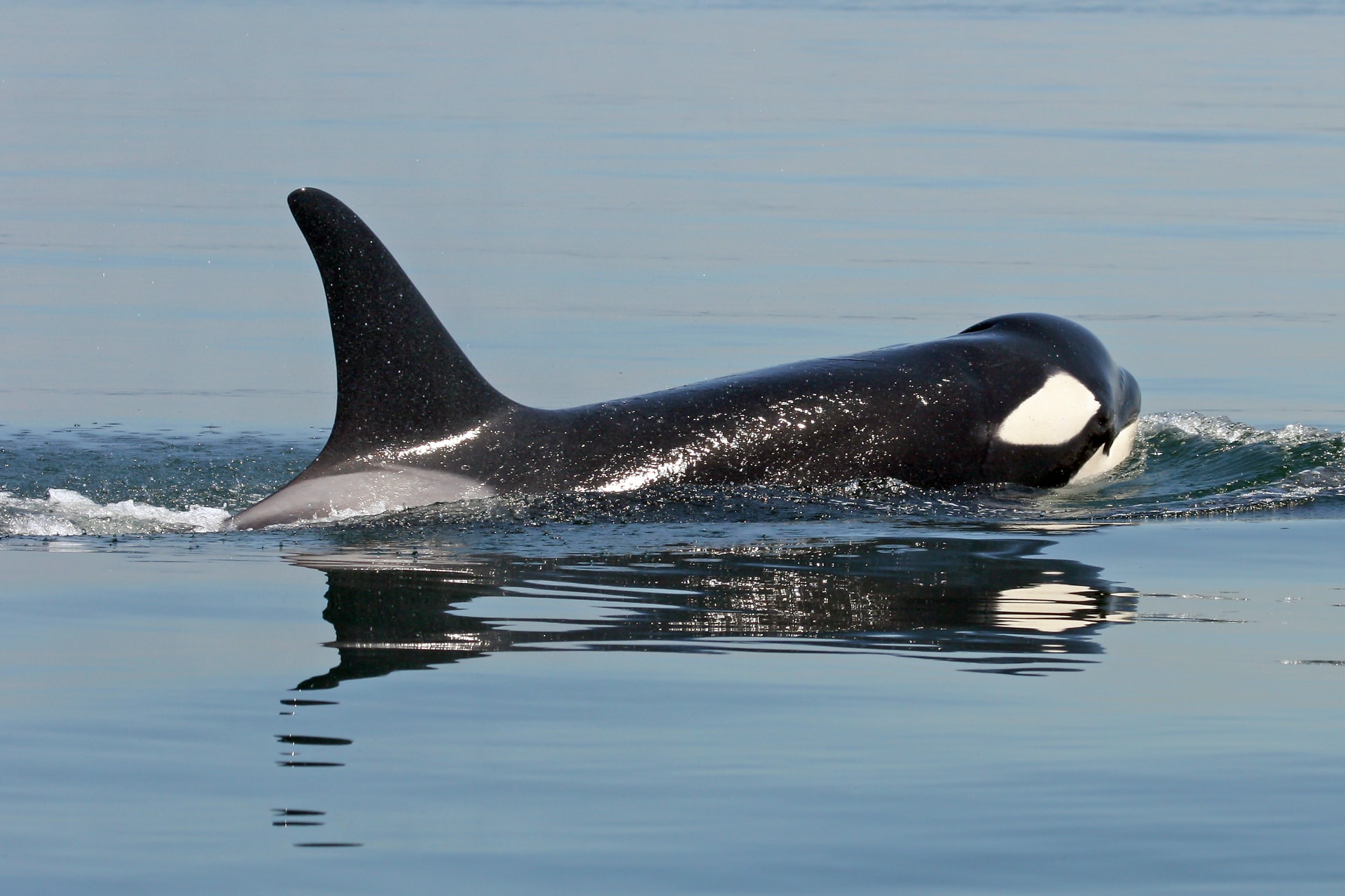 A Southern Resident killer whale surfacing.