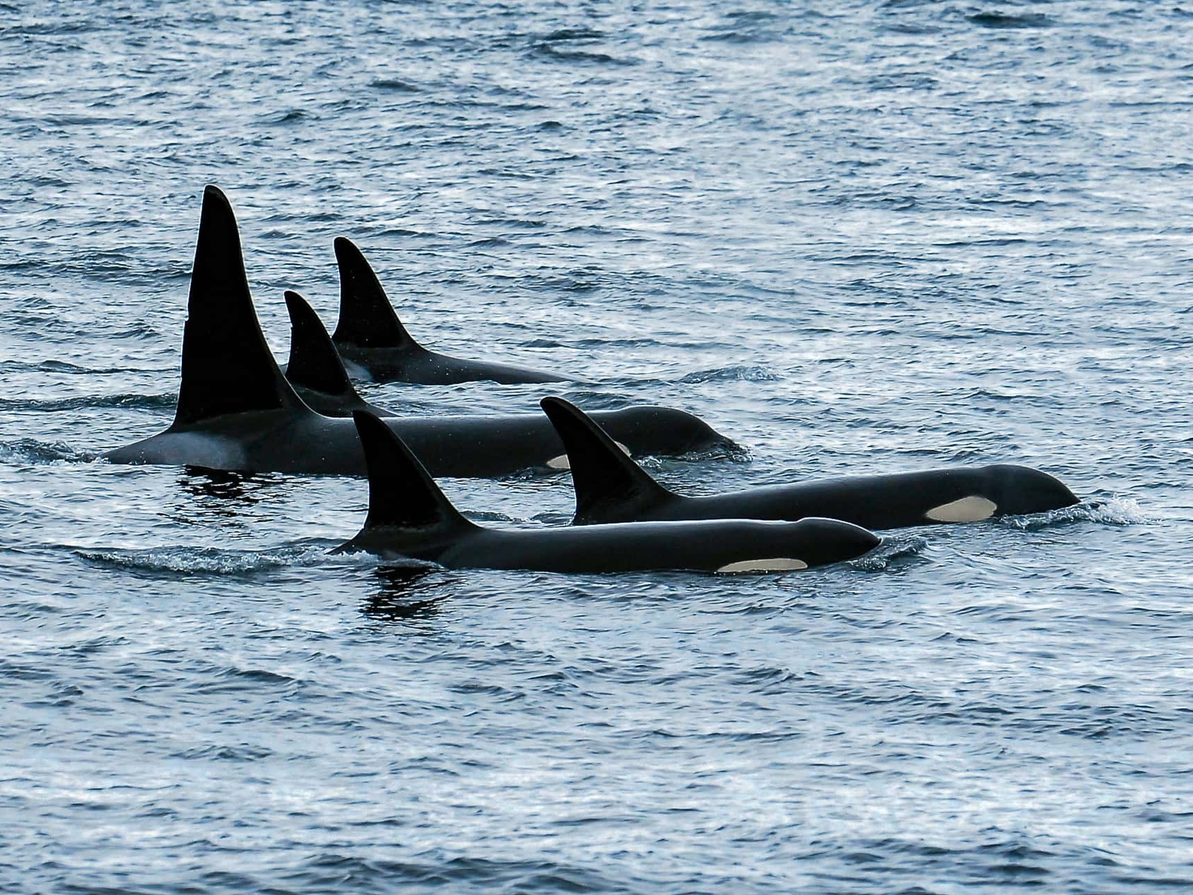 5 transient or biggs killer whales traveling close together.