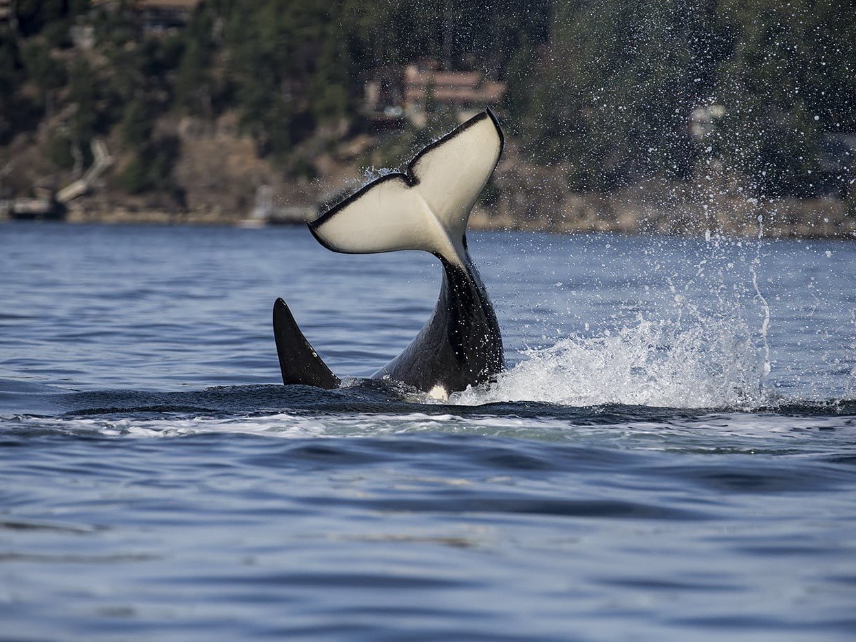 A Southern Resident killer whale slapping its tail on the surface of the water.