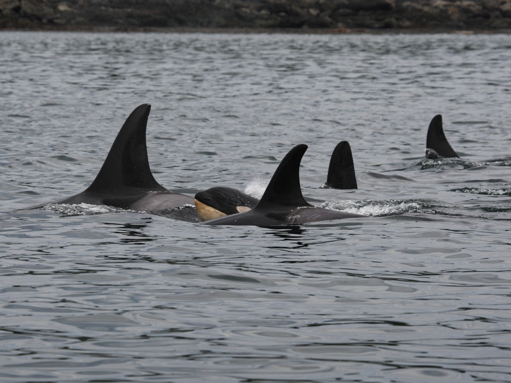 A group of Southern Resident killer whales swimming with a calf.