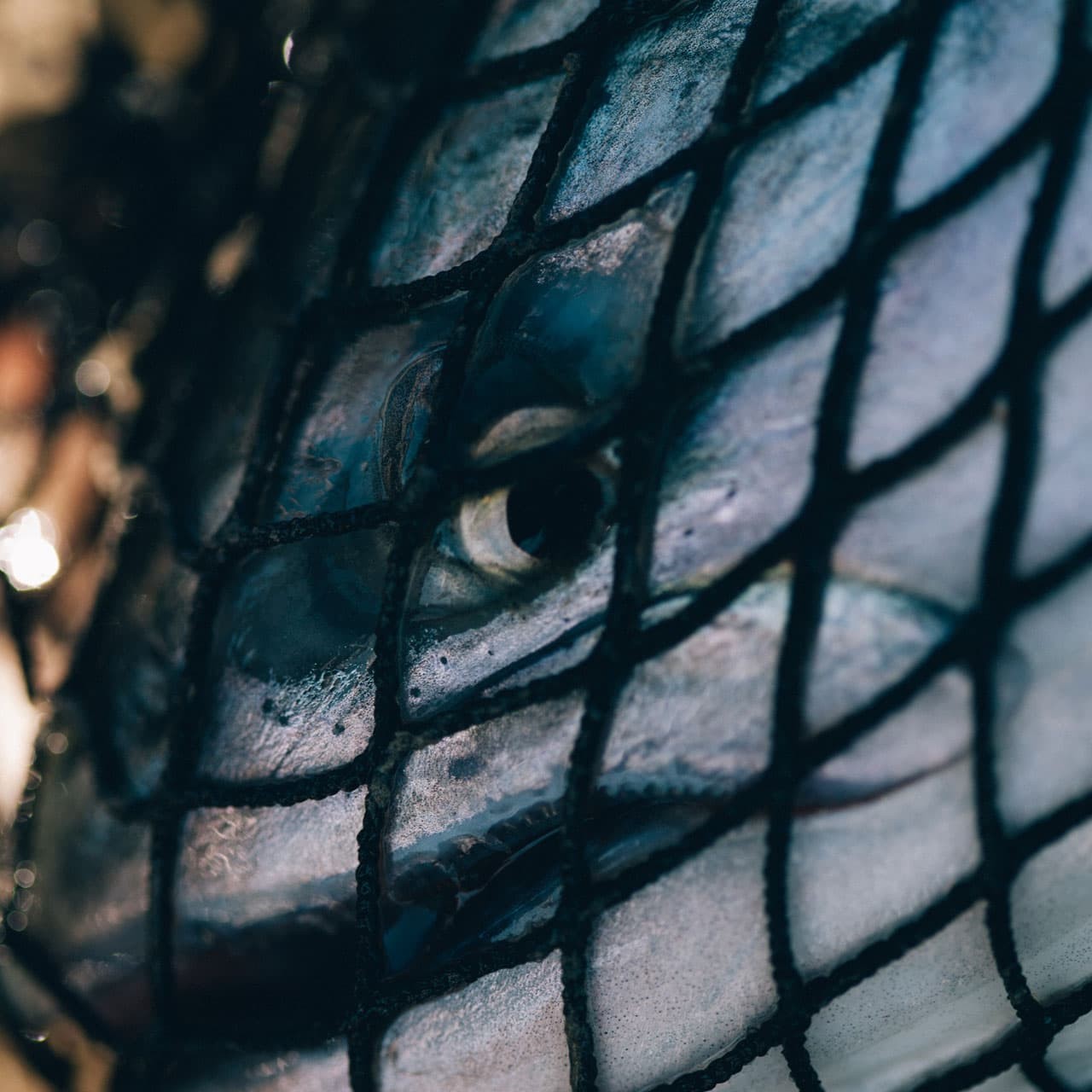 A salmon in a net.