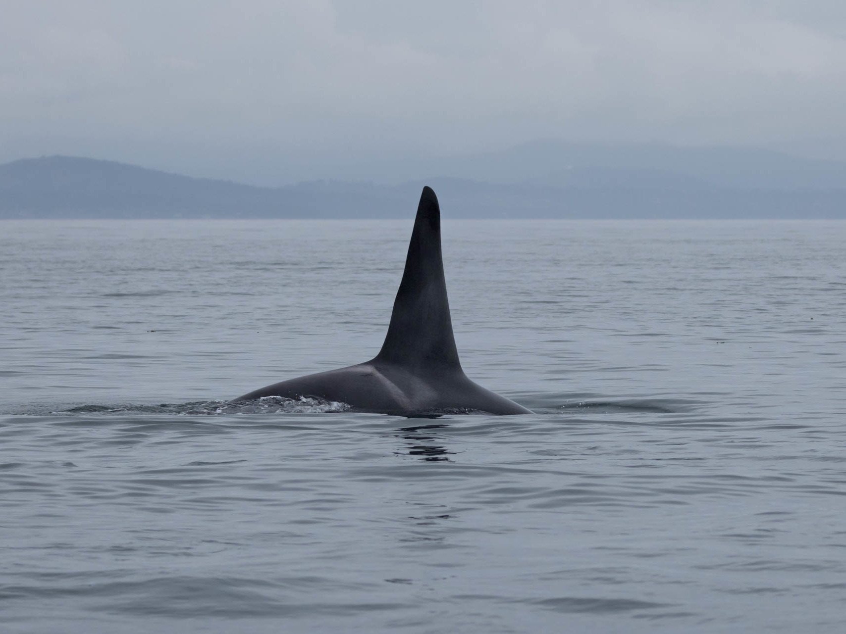 A Southern Resident killer whale beginning a dive.