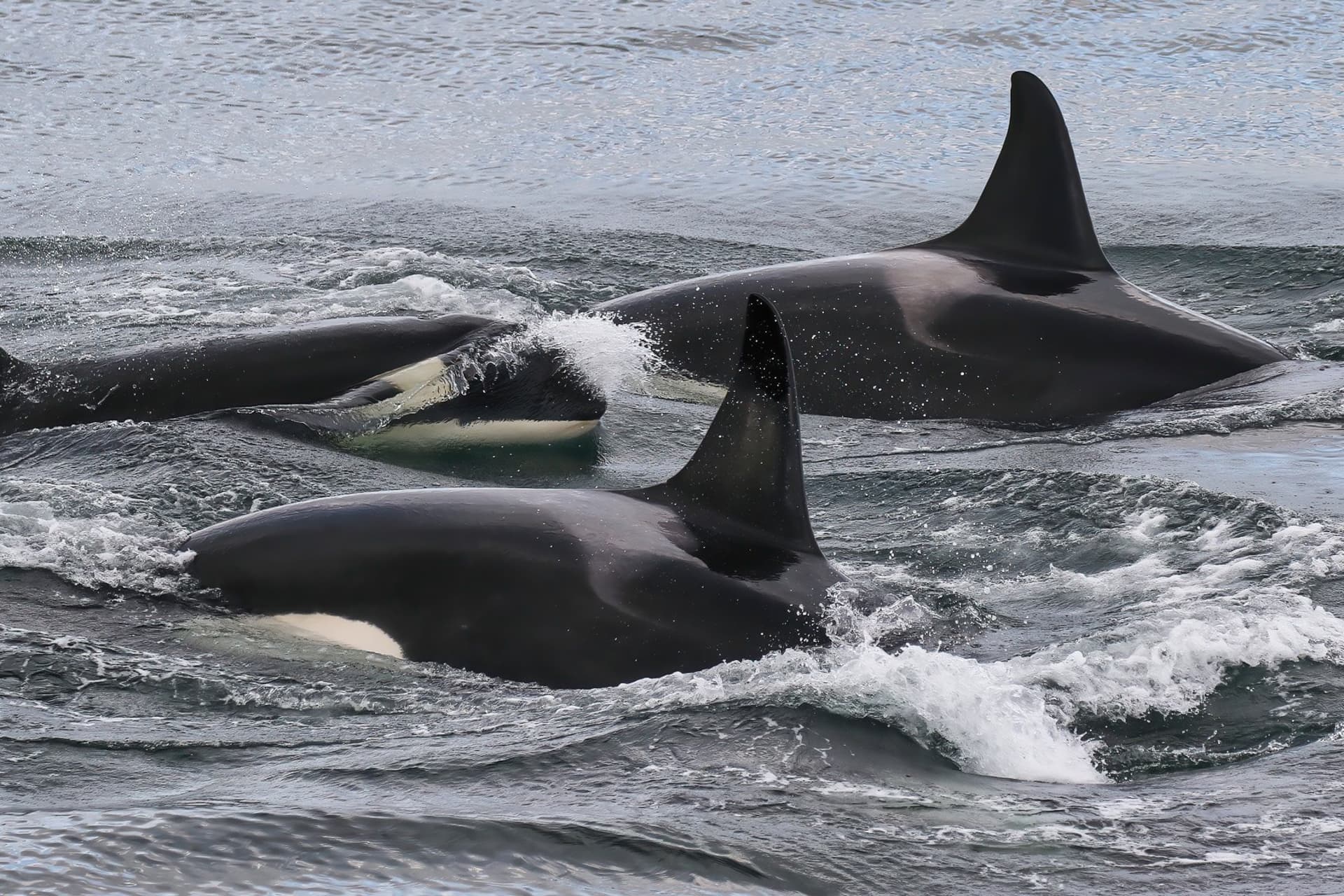 3 Southern Resident killer whales porpoise through the water.