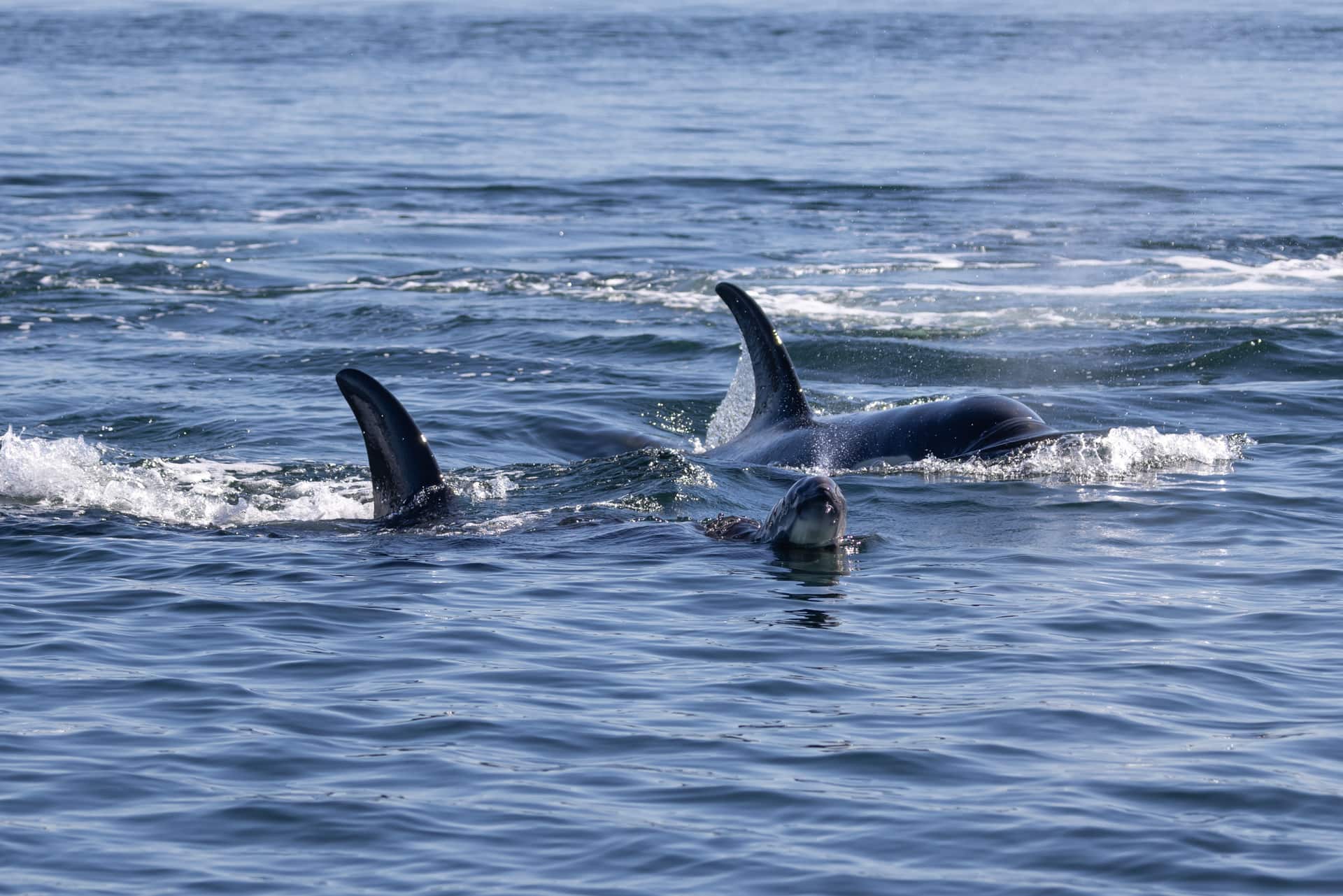 An injured and exhausted harbor porpoised being pursued by 2 Southern Resident killer whales.