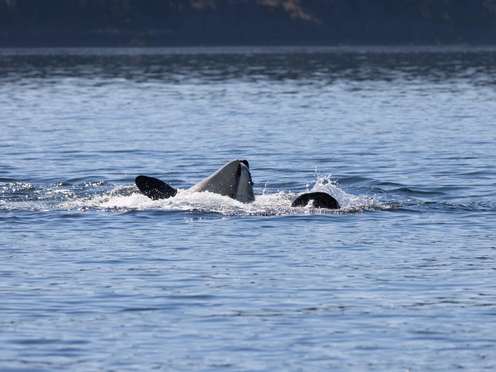 A Southern Resident killer whales holds a harbor porpoise in it's mouth.