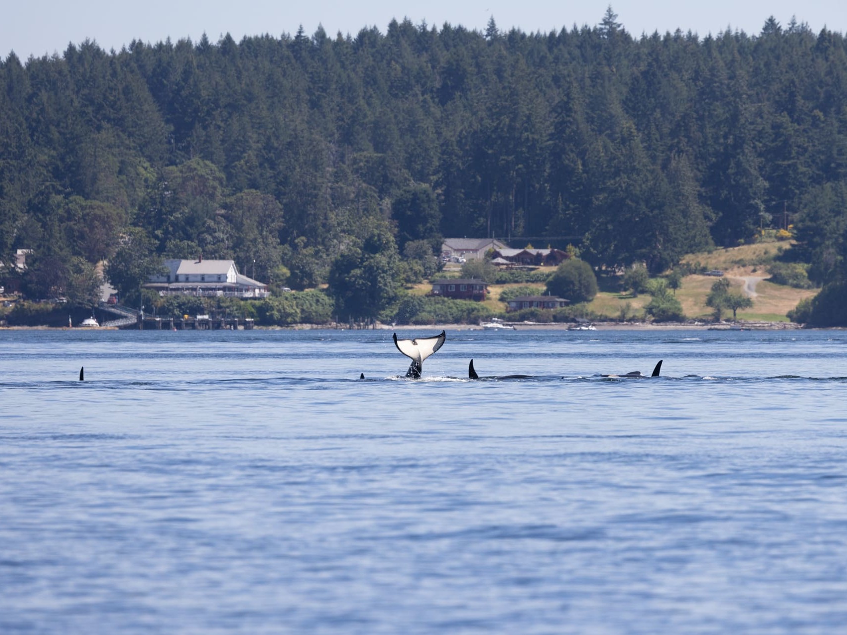 A group of Southern Resident killer whales surfacing and tail-lobbing.