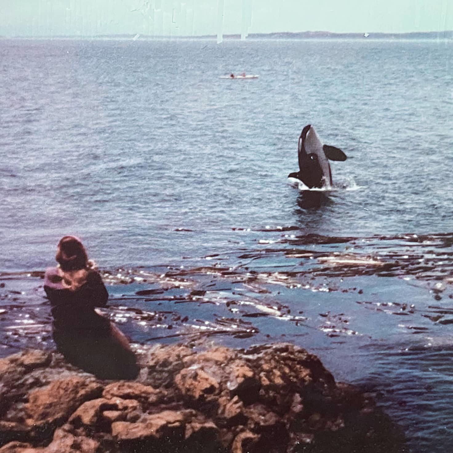 Deborah Giles sitting on rocks watching a killer whale breach in 1987.