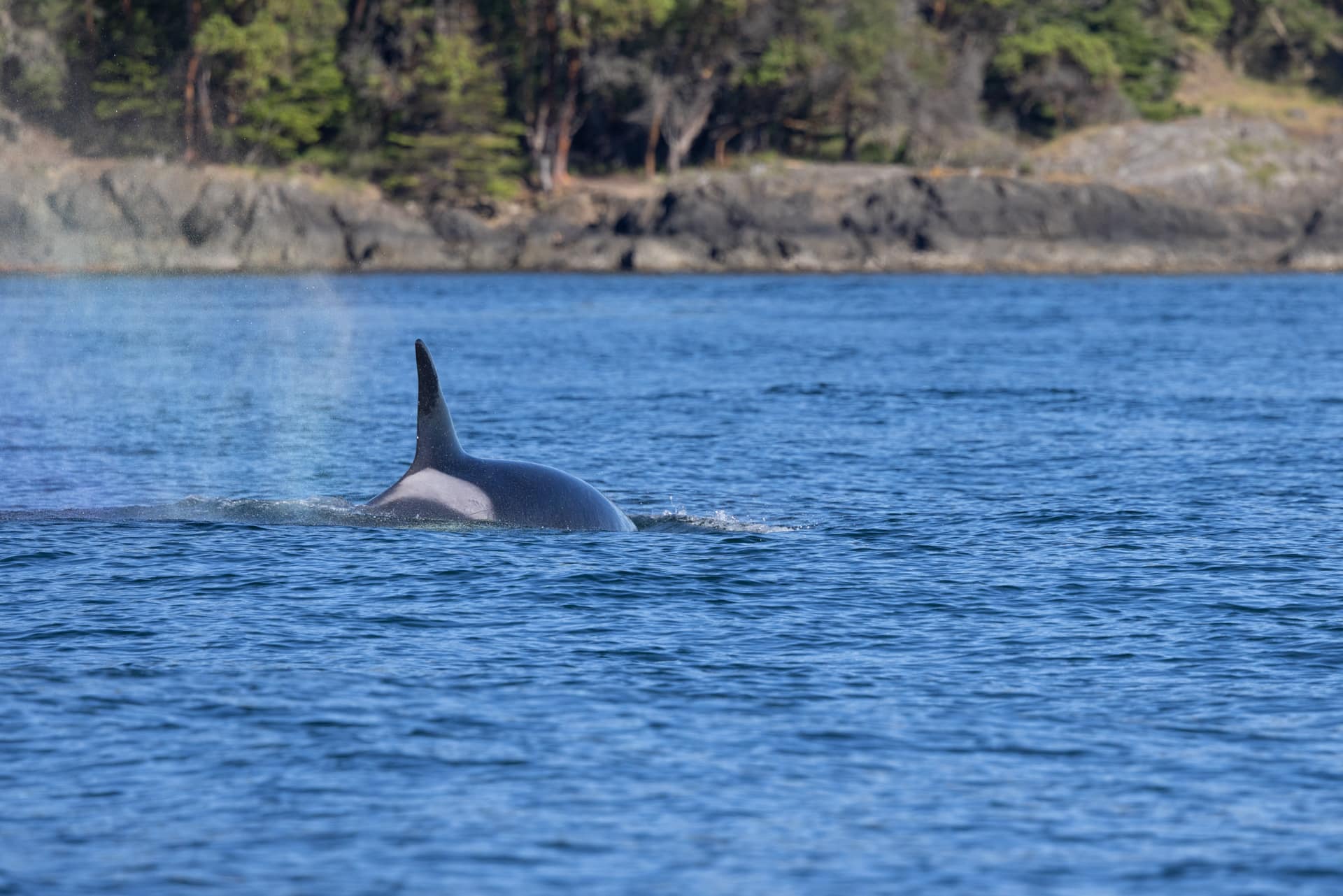 A Southern Resident killer whale begins to dive while foraging.