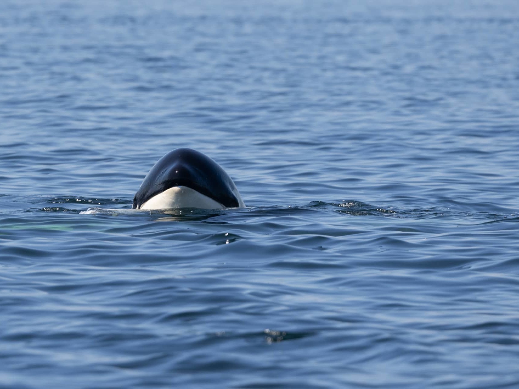 A Southern Resident killer whale peeking above the surface.