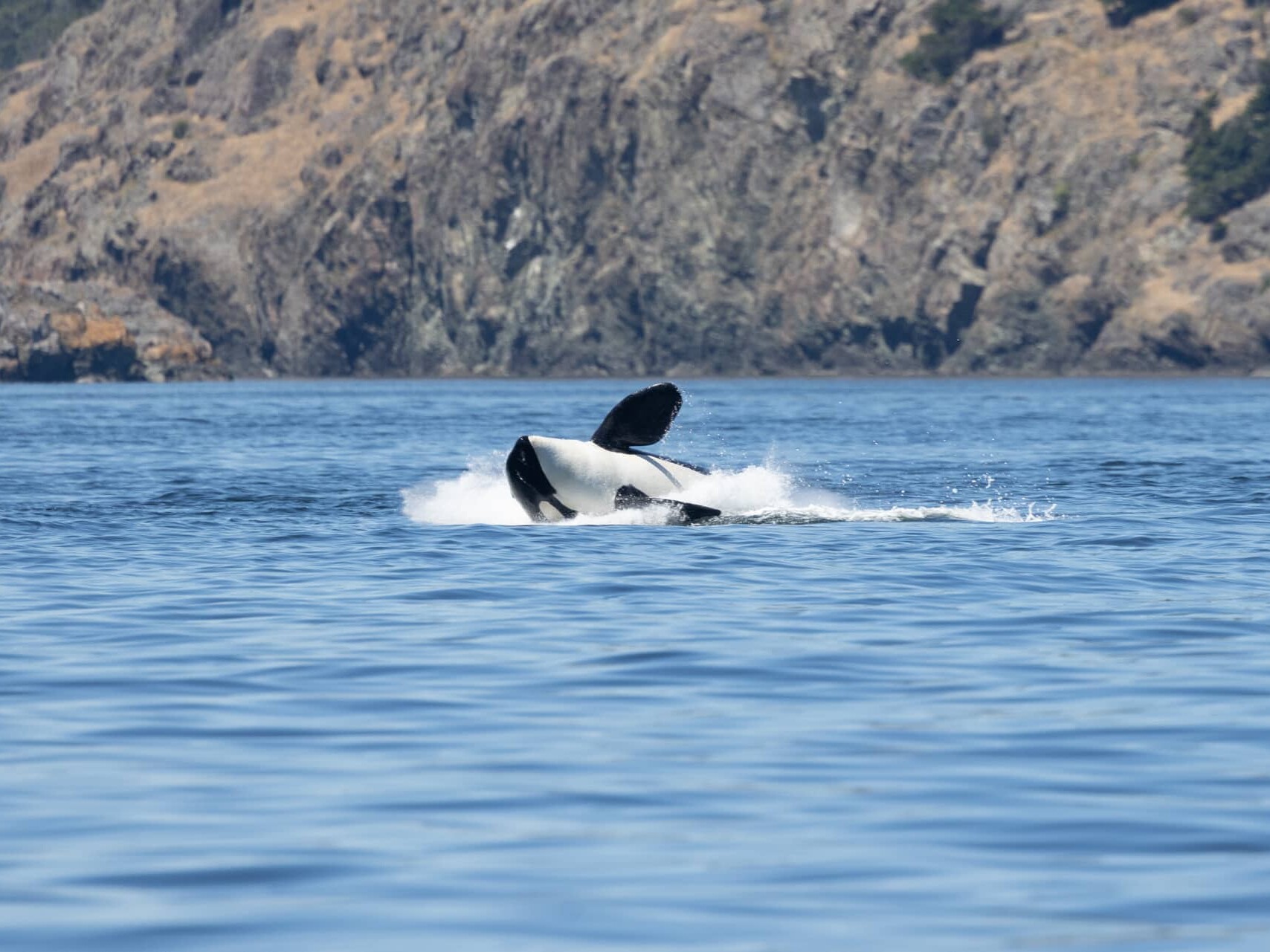 A breaching southern resident killer whale