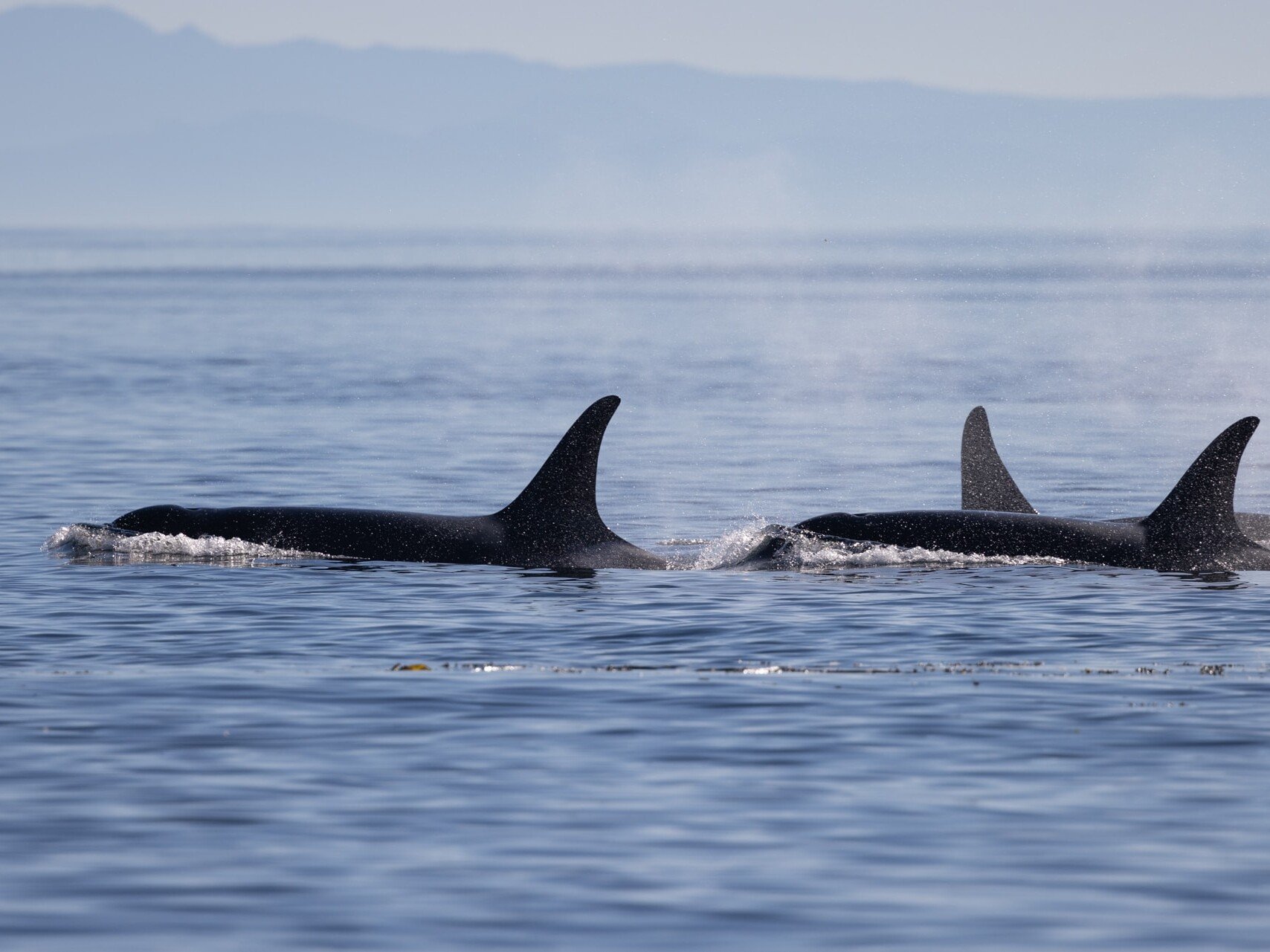 Southern Resident killer whales.
