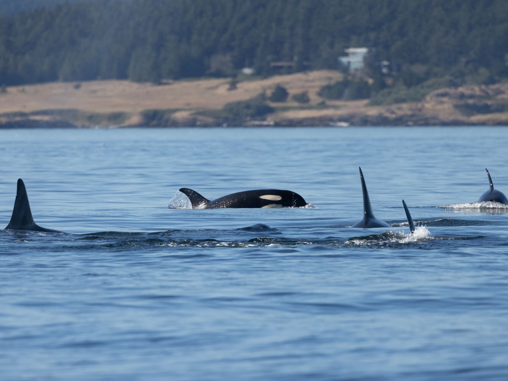 Southern Resident killer whales