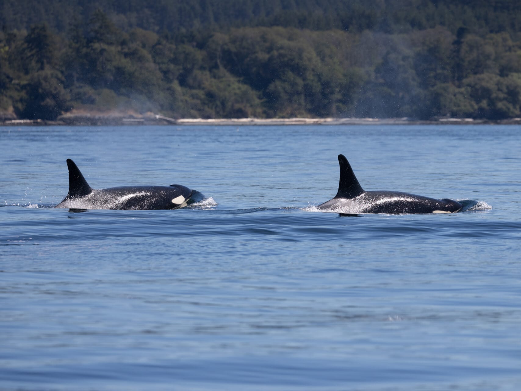2 Southern Resident killer whales.