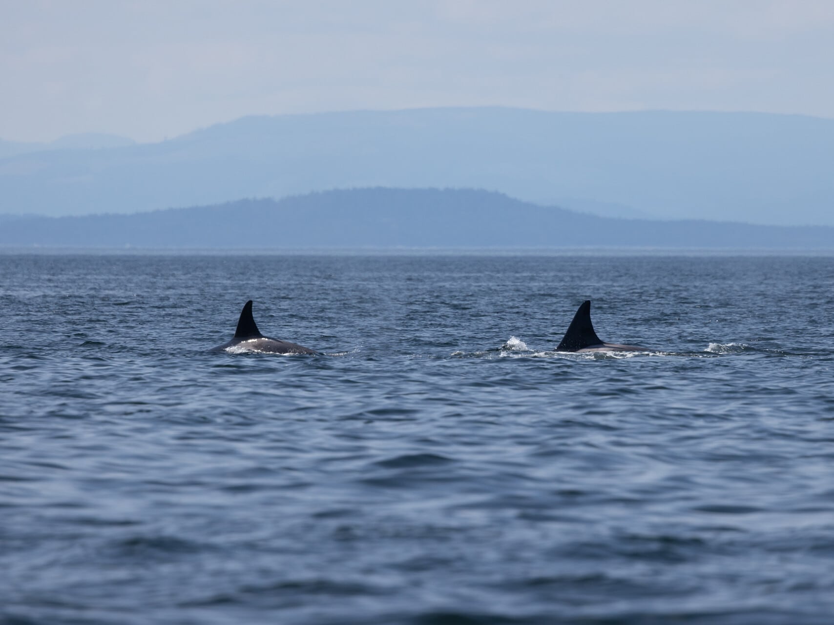 2 transient killer whales.